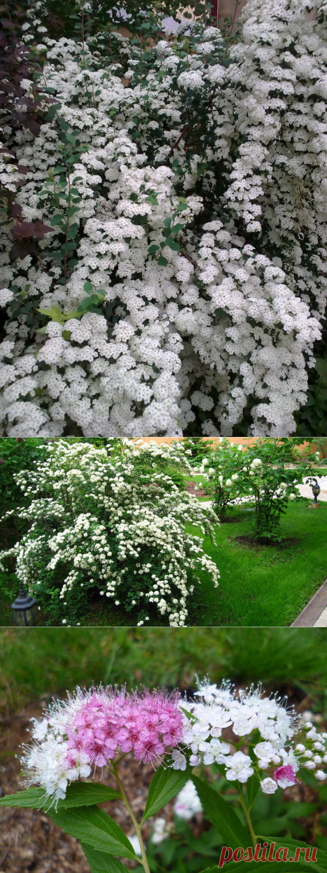 Спирея: правильный уход, сорта, размножение, 20 фото примеров от садоводов + видео