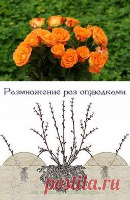 Размножение роз отводками - Садоводка