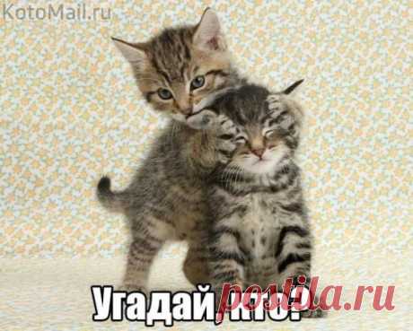 Амурчики | KotoMail.ru