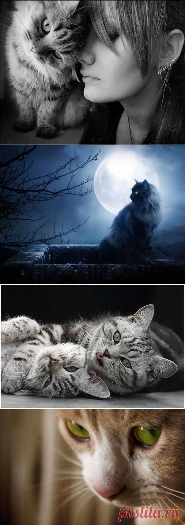 Думать по-кошачьи | Дай лапку