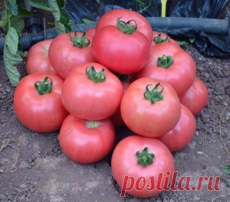 Четыре СУПЕР-подкормки для томатов!