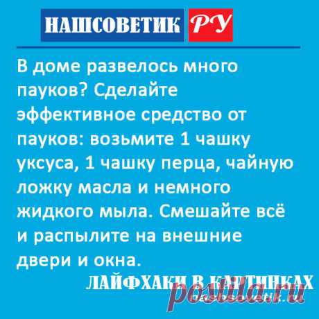 Как сделать эффективное средство от пауков в доме? Оно состоит из нескольких компонентов и хорошо справляется со своей задачей.