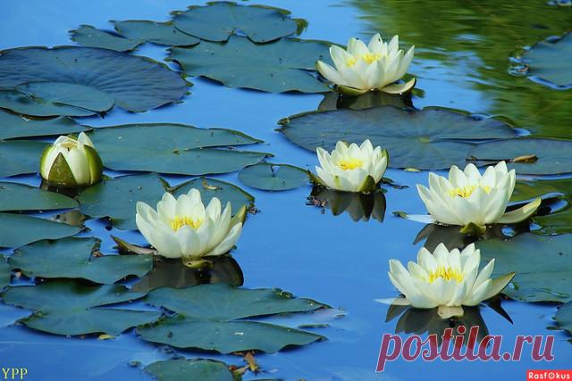 Когда-нибудь встречали вы рассвет
У озера с любимым иль с любимой?
А видели прекрасный белый цвет,
Что из воды всплывает горделиво?

Вы видели нежнейший тот бутон,
Что не проснувшись появился над водою?
Так хочет он нырнуть в последний сон,
Понежиться, водой укрывшись с головою.

Но солнца луч уже проснулся в вышине
И вырвался довольный на свободу.
Погладил ласково бутон он по щеке.
И тот растаял лучику в угоду.

Расправил томно лепестки свои.
А луч добавил желтизну в тычи...