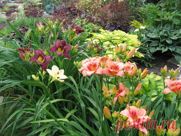 Лилейники в садовом дизайне