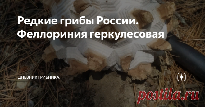 Редкие грибы России. Феллориния геркулесовая В России феллориния встречается в степях и полупустынях Астраханской, Саратовской, Ростовской областей, Крыма и предгорий Северного Кавказа.  Обширный ареал не должен вводить в заблуждение, феллоринию можно обнаружить только в очень немногих местах, в большинстве регионов этот гриб занесен в Красную Книгу.  Вот недавно эти грибы нашел Алексей Нарбеков в Крыму, 12 июля 2021. 
  Находки в Крыму были и раньше -  Плодовое тело этого...