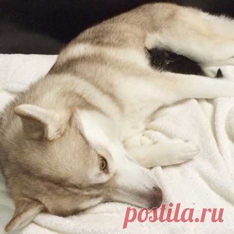 Котенок чуть было не погиб, но встретил хаски Лило, и произошло чудо!