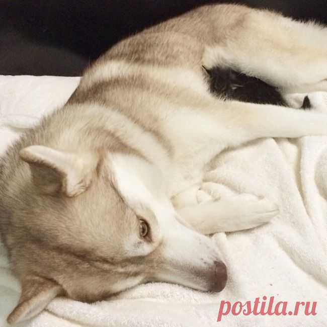 Котенок чуть было не погиб, но встретил хаски Лило, и произошло чудо!