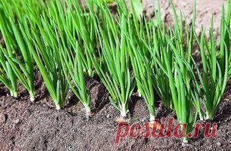 ЙОД, НАШАТЫРЬ, ЗЕЛЕНКА В ОГОРОДЕ
Йод в огороде
Обычный пузырек йода способен оказать огороднику не одну большую услугу. Поскольку все мы с детства знаем, что йод — отличный антисептик, грех не применить это его свойство в профилактике болезней растений, в особенности всяческих гнилей. Раствором 5-10 капель йода в десяти литрах воды рекомендуют опрыскивать клубнику и землянику перед цветением. Эта простая процедура избавит ее от серой гнили и активизирует жизненные силы. Опрыскивание проводят 2-