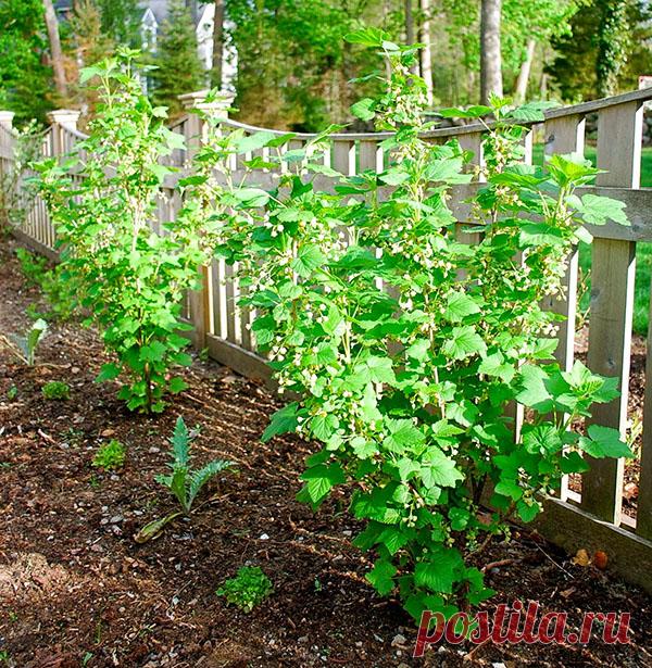 Подкормка посадок смородины для получения хорошего урожая