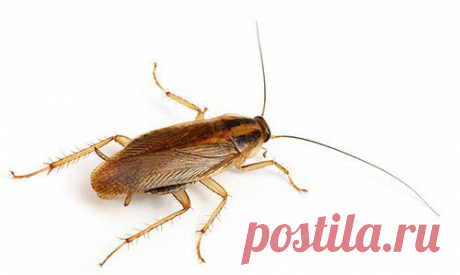 УНИЧТОЖЕНИЕ тараканов - ОФИЦИАЛЬНЫЙ САЙТ московской санэпидстанции