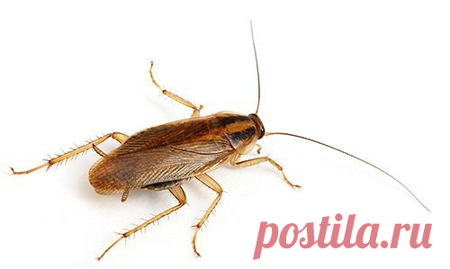 УНИЧТОЖЕНИЕ тараканов - ОФИЦИАЛЬНЫЙ САЙТ московской санэпидстанции