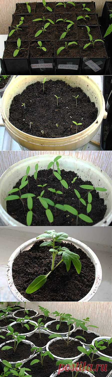 Выращиваем рассаду томатов