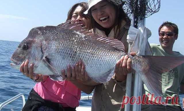 Карась (лещ) морской королевский - Рыбы Красного моря     Fish of the Red Sea
Argyrops spinifer — королевский лещ-солдат. Достигает длины 70 см, обитает на глубинах 5-100м. питается моллюсками. Обитает в Индийском и Тихом океанах от Красного моря до северной Австралии. Лещи-солдаты — промысловые рыбы.