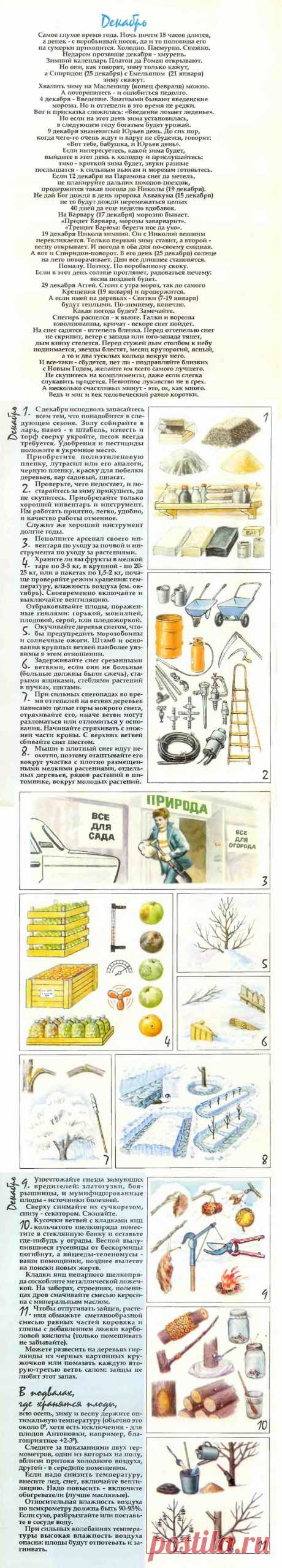 Что делать в саду в декабре