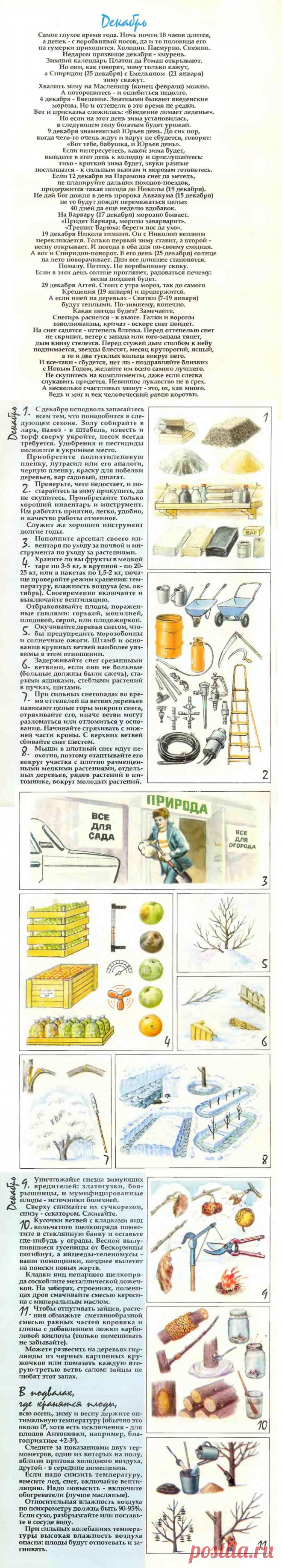 Что делать в саду в декабре