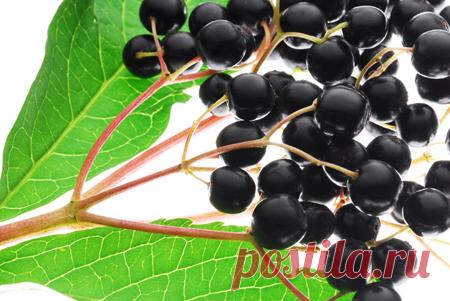 Бузина черная. Ягоды и цветы бузины черной: лечебные свойства, применение.