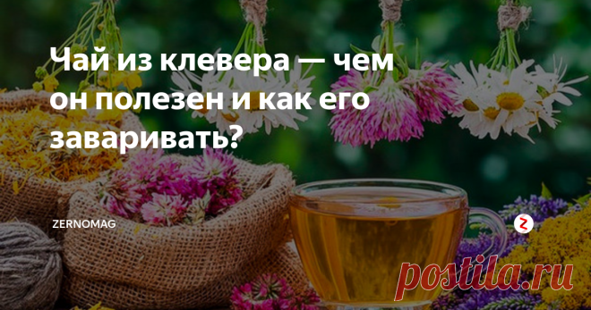 Чай из клевера — чем он полезен и как его заваривать? Напиток для здоровья. Поможет укрепить сосуды и избавиться от токсинов, укрепить иммунитет и противостоять раковым клеткам, забыть про вирусы и инфекции чай из клевера.