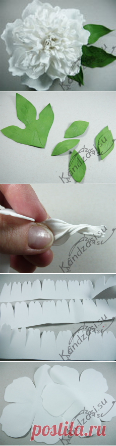 Как сделать махровый пион 