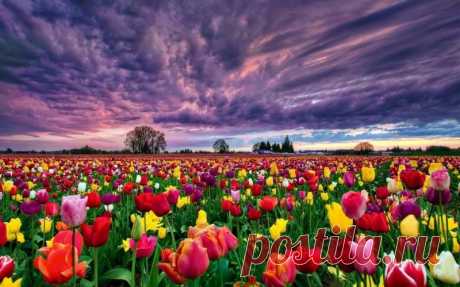 Поля тюльпанов, Нидерланды.