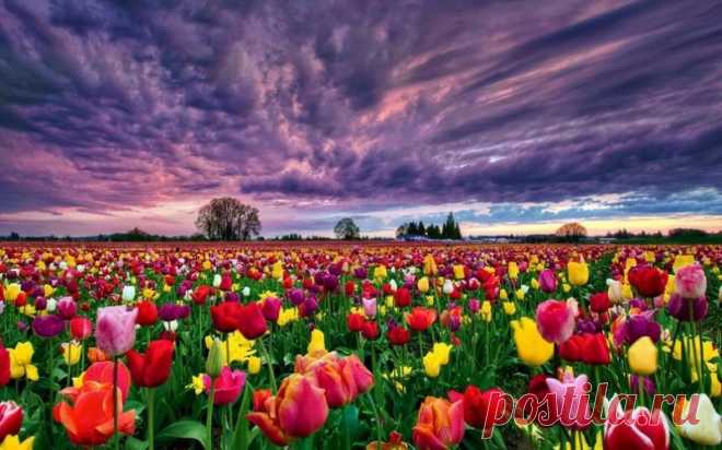 Поля тюльпанов, Нидерланды.