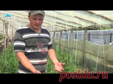 Полив томатов: как правильно поливать, нормы, способы полива От правильности, своевременности и дозированности полива томатов во многом зависит качество урожая. Соблюдения основных правил позволит уберечь плоды от гниения, сухости.