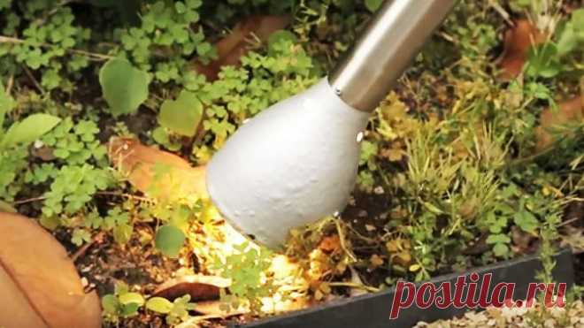 Уничтожение сорняков без химии и пропалывания:действенный способ — Полезные советы