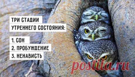 Весёлые картинки - Хорошее настроение – залог удачного дня.