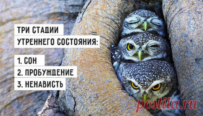 Весёлые картинки - Хорошее настроение – залог удачного дня.
