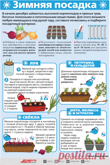 Огород на подоконнике