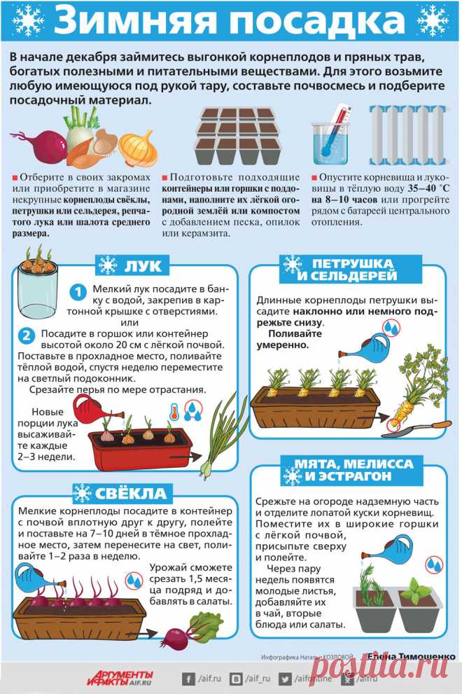 Зимняя посадка в домашних условиях. Инфографика | Огород | Дача | Аргументы и Факты