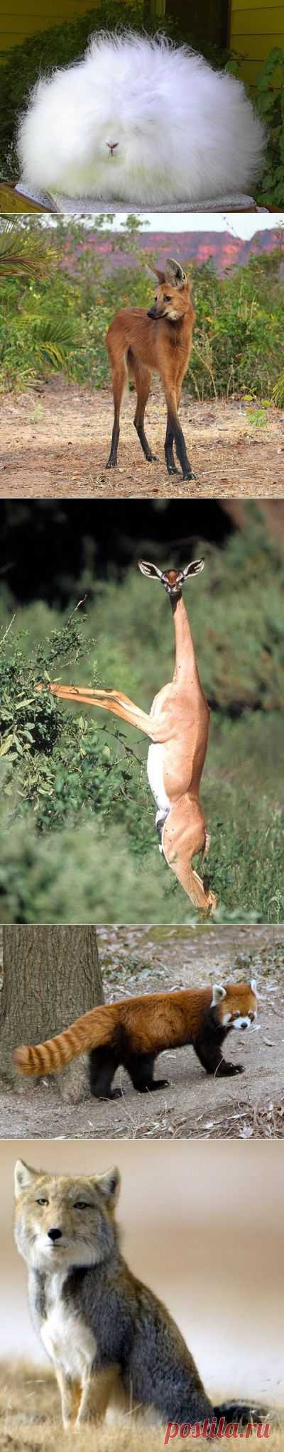 Необычные животные, о которых вы могли и неслышать - 25 Ноября 2014 - Интересный факт