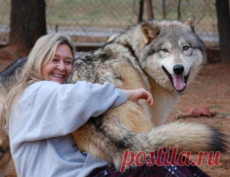 Волкособы известного профессора Касимов В. М. из Пермского института.КРАСОТААААААААААААА!