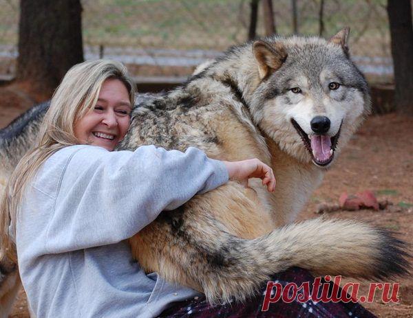 Волкособы известного профессора Касимов В. М. из Пермского института.КРАСОТААААААААААААА!