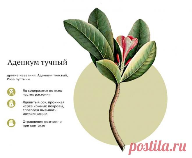 САМЫЕ ЯДОВИТЫЕ КОМНАТНЫЕ РАСТЕНИЯ | Самоцветик