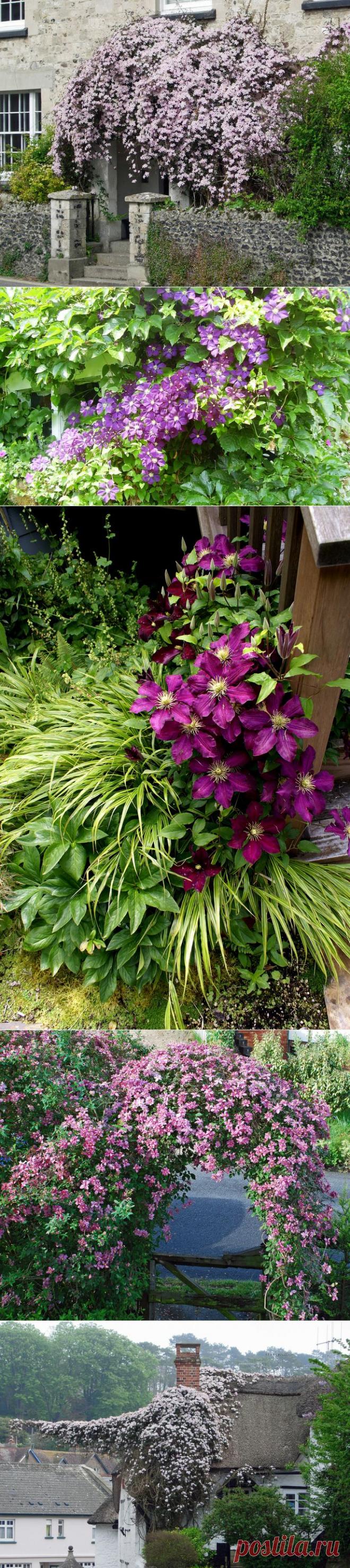 Клематис: цветочный водопад, чарующий взор