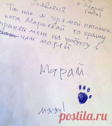 Рыжий кот Марай «нацарапал» заявление на работу в подмосковный музей