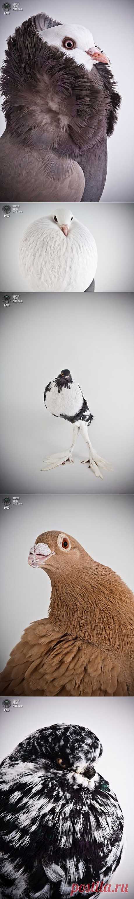 Голубиные портреты.