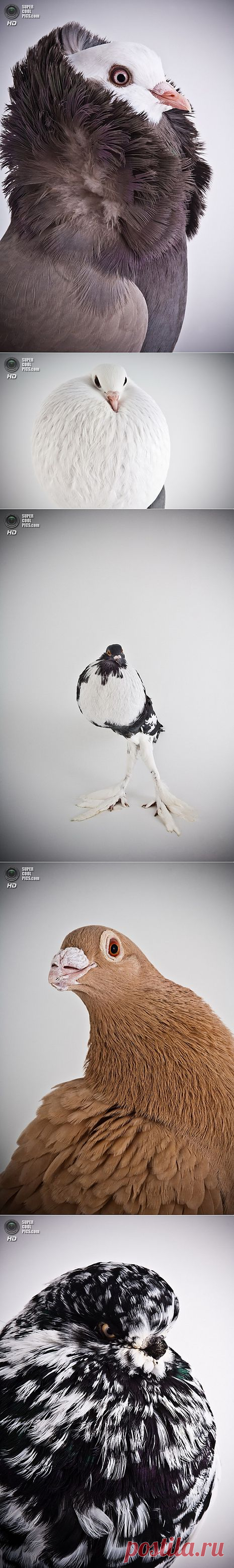 Голубиные портреты.