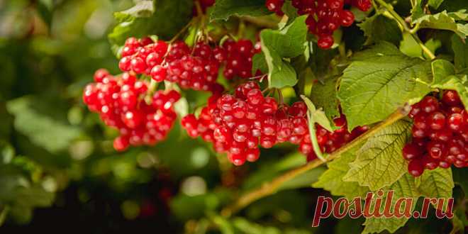 Диетолог рассказала, чем полезна и чем может навредить калина | Pinreg.Ru