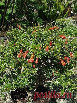 ГРАНАТ КАРЛИКОВЫЙ (Punica qranatum « Nana» - обильно плодоносит. Небольшие плоды. По вкусу не отличается от обычного плода граната. Комнатное.   Начиная, примерно, с пятого года жизни растения плоды становятся крупнее, чем в первые годы.
1 саж.- 200 руб. (в контейнере),  4 саж. - 600 руб.,            1 пак.  сем. -  70 руб. Вышлю каталог растений. Пишите на kippiep@mail.ru