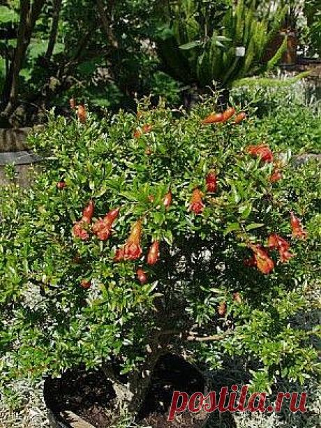 ГРАНАТ КАРЛИКОВЫЙ (Punica qranatum « Nana» - обильно плодоносит. Небольшие плоды. По вкусу не отличается от обычного плода граната. Комнатное.   Начиная, примерно, с пятого года жизни растения плоды становятся крупнее, чем в первые годы.
1 саж.- 200 руб. (в контейнере),  4 саж. - 600 руб.,            1 пак.  сем. -  70 руб. Вышлю каталог растений. Пишите на kippiep@mail.ru