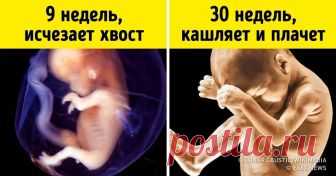 Чем занимается ребенок, пока находится у мамы в животе За 9 месяцев ребенок проходит долгий путь от крошечного эмбриона до пухлого младенца и уже в утробе матери приобретает некоторые особенности, которые останутся с ним на всю жизнь: например, можно понять, станет он правшой или левшой и какую пищу будет предпочитать. За довольно короткий промежуток времени с ребенком происходит масса всего интересного, и сегодня мы предлагаем вам пройти вместе с малышом путь от зарождения до появления на свет.