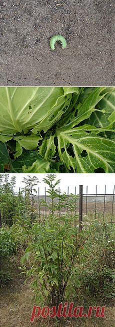 Инсектицидные растения. Использование для борьбы с вредителями.