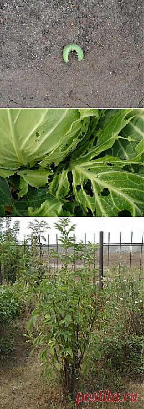 Инсектицидные растения. Использование для борьбы с вредителями.