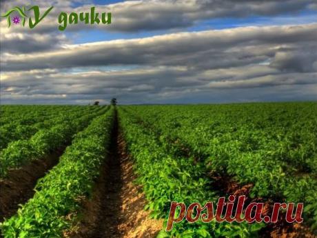 Секреты ухода за картофелем | У дачки