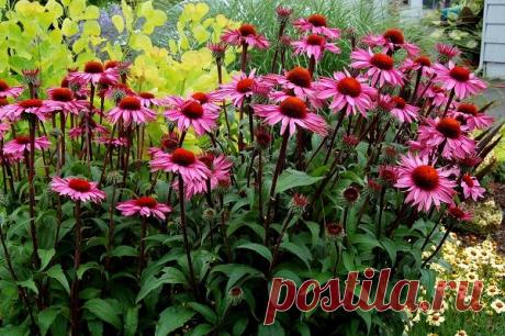 Эхинацея - фото цветов