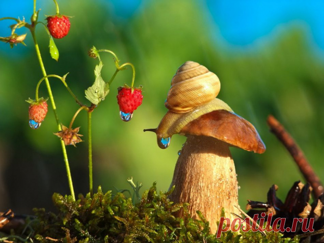 Улитки не медленные. Они просто ценят жизнь
