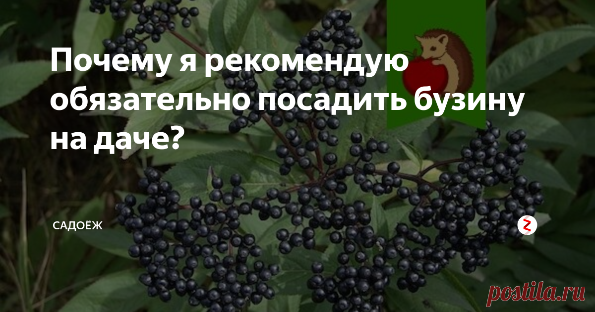 Почему я рекомендую обязательно посадить бузину на даче? 4 аргумента 