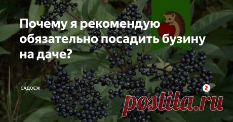 Почему я рекомендую обязательно посадить бузину на даче? 4 аргумента "за": в чем польза черной бузины для огорода и здоровья