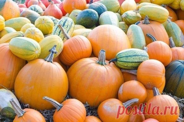 ПОПРОЩАЙТЕСЬ С ВЫСОКИМ УРОВНЕМ ХОЛЕСТЕРИНА, ГЛЮКОЗЫ В КРОВИ, ЛИПИДАМИ И ТРИГЛИЦЕРИДАМИ!



Одному студенту был показан анализ крови, который действительно сбил его с толку. Результаты, полученные из образца крови профессора, показали, что уровни мочевины, глюкозы в крови, холестерина, триглицеридов и липидов были выше нормы. Такие уровни можно ожидать только от анализов умершего человека.
Показать полностью...